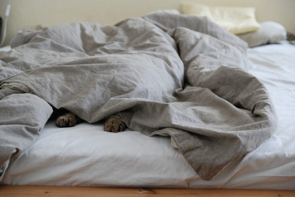 bed, comforter, cat's paw